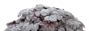 Heuchera Dolce Frosted Berry