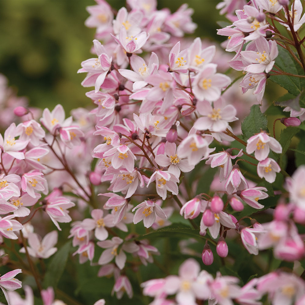 Deutzia