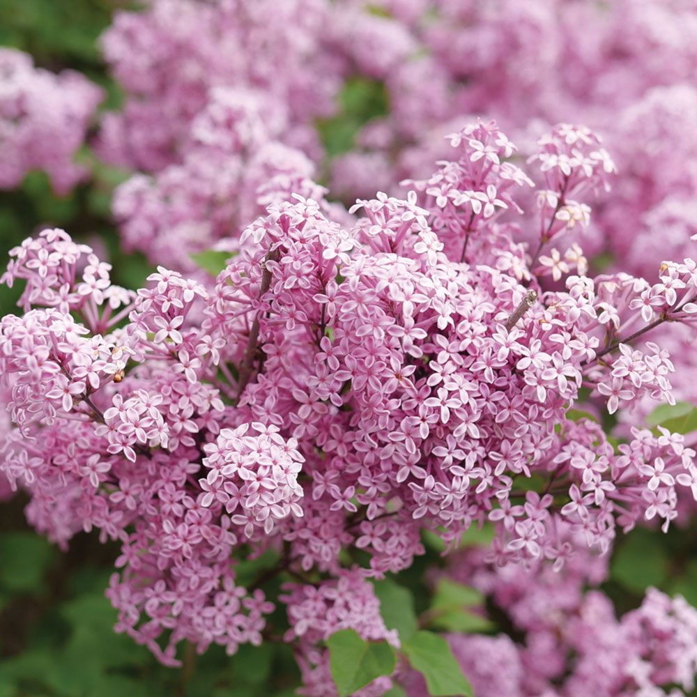 Syringa