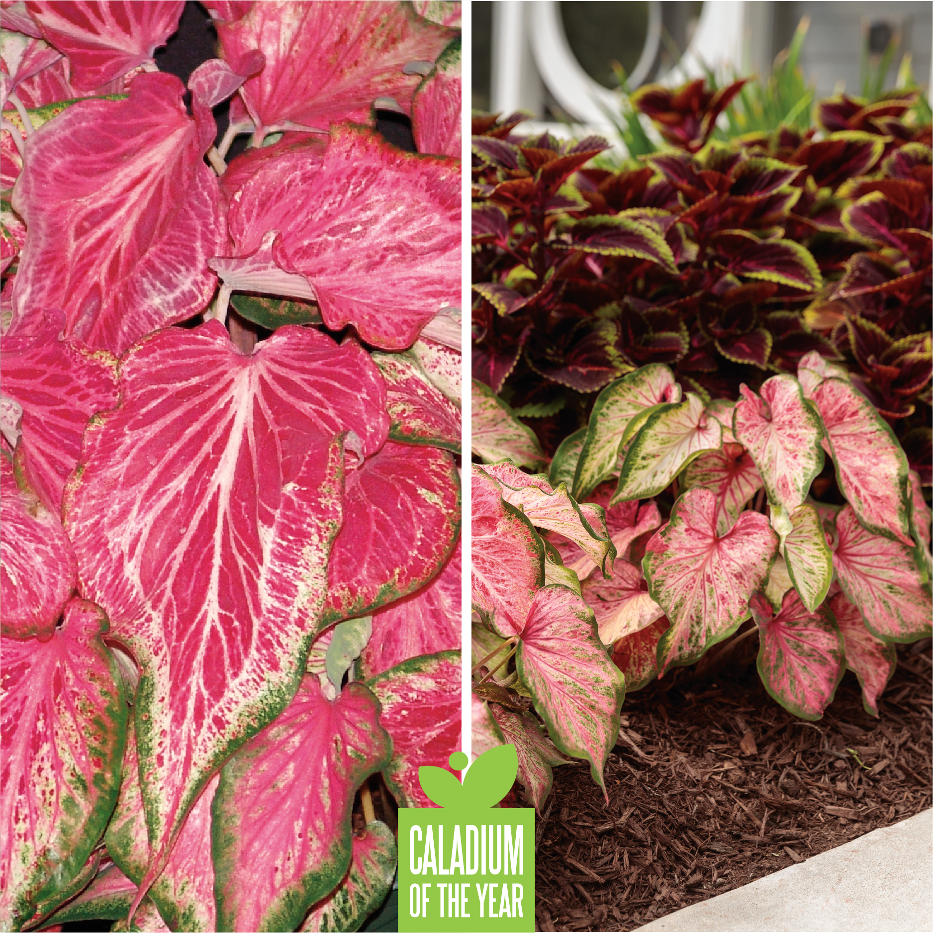 Proven Winners Caladium of the Year - Heart to Heart "Lemon Blush"